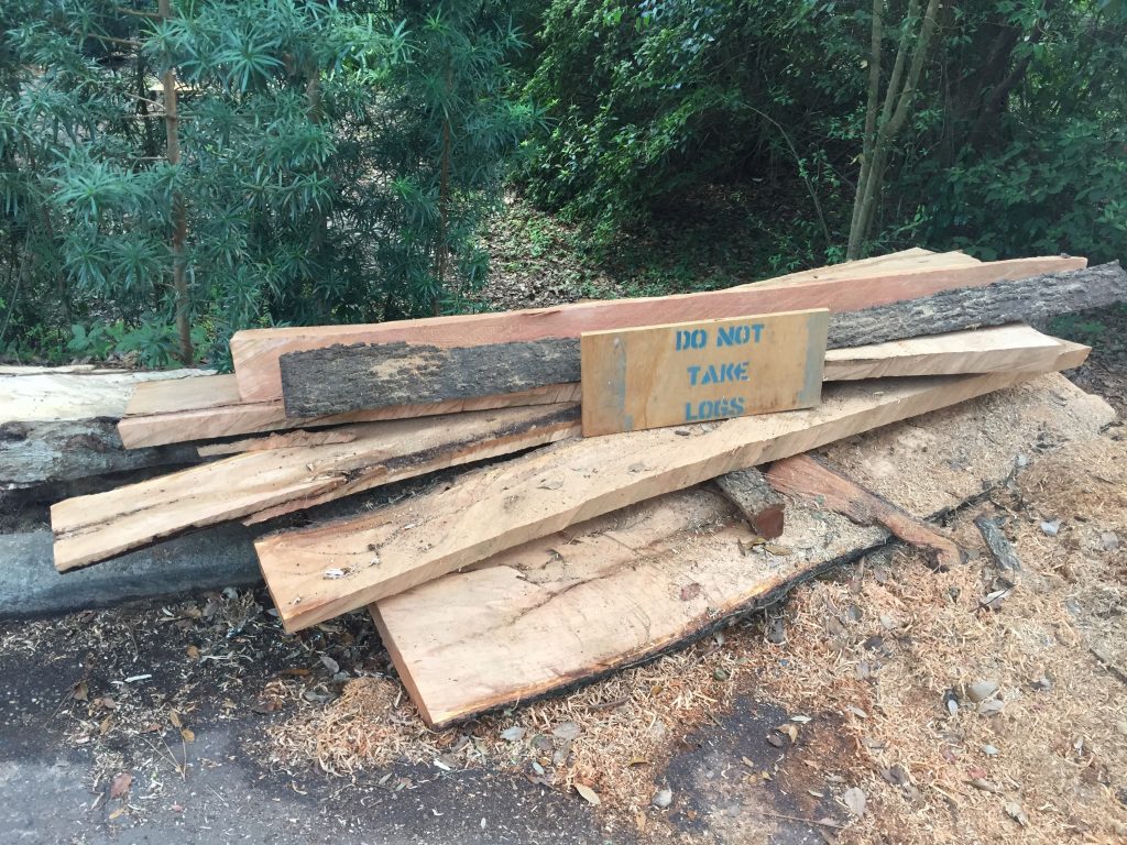 Cherry logs being cut for boards.