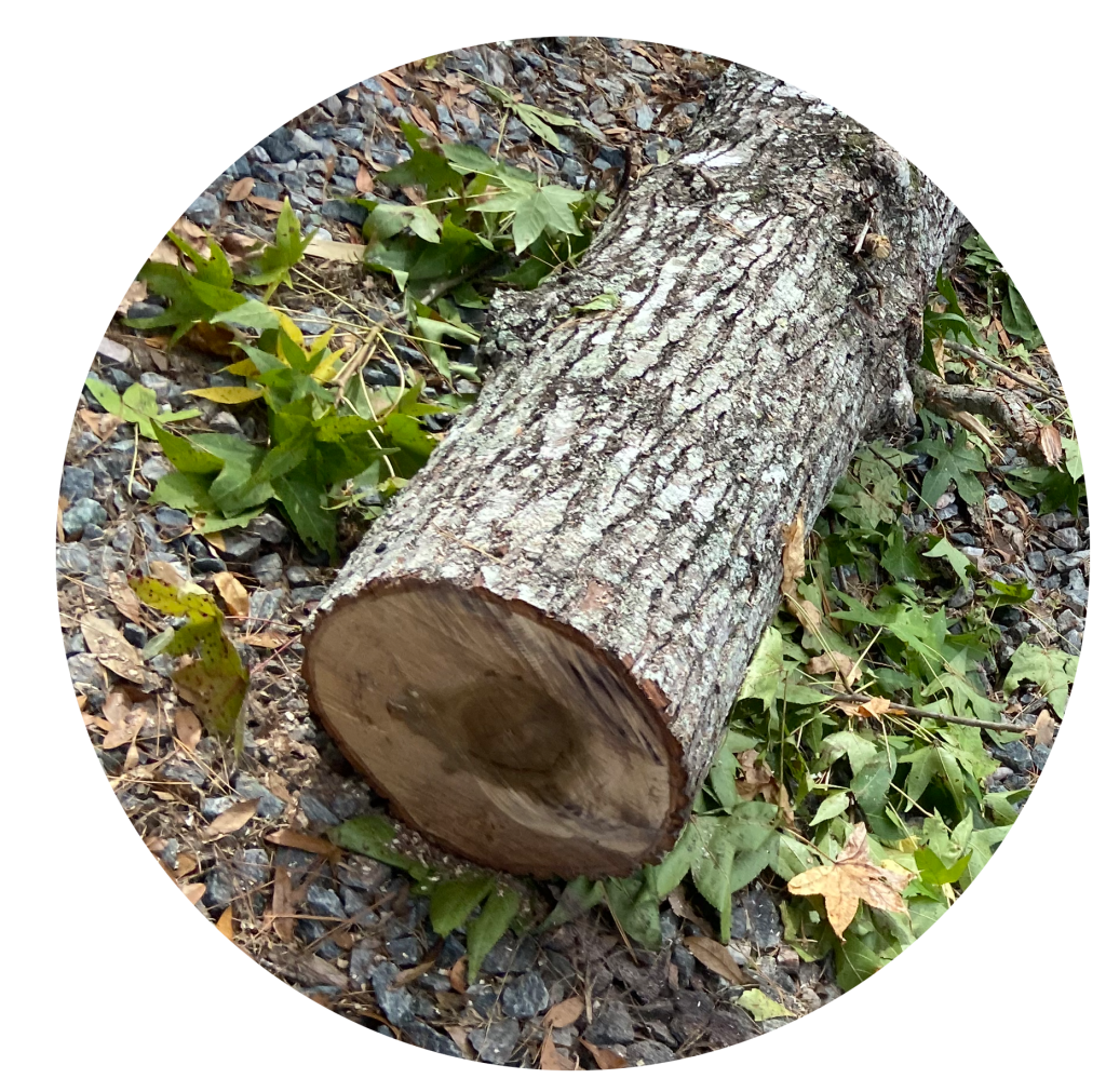 a log on the ground